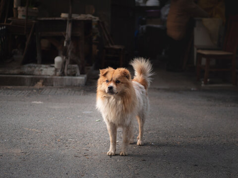 道路中间的黄色狗侧身照