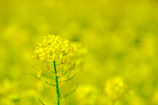 油菜花