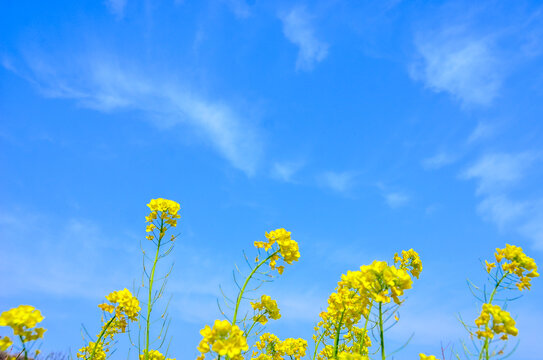 油菜花