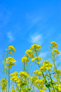 油菜花