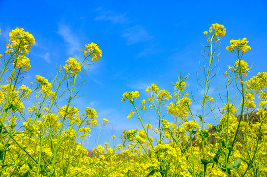 油菜花