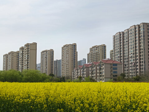 油菜花海小区家园