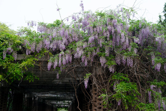 紫藤花