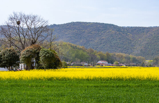 乡村风光