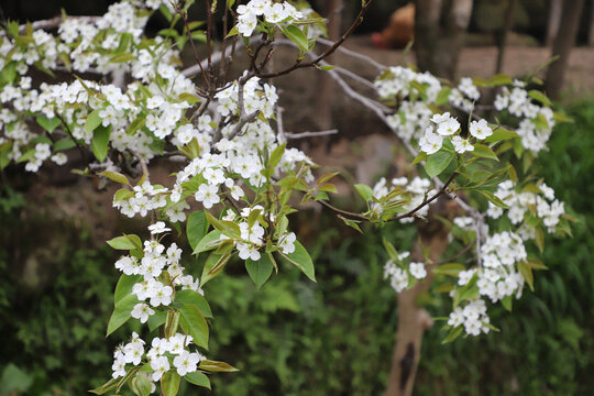 清明节春天梨花盛开