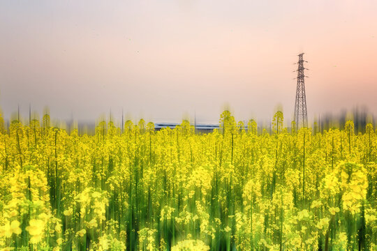 川西坝子油菜花