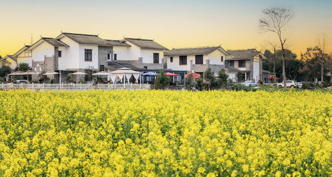 川西壩子油菜花