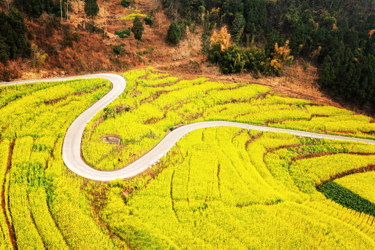 宜宾屏山中都油菜花