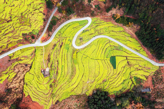 宜賓屏山中都油菜花