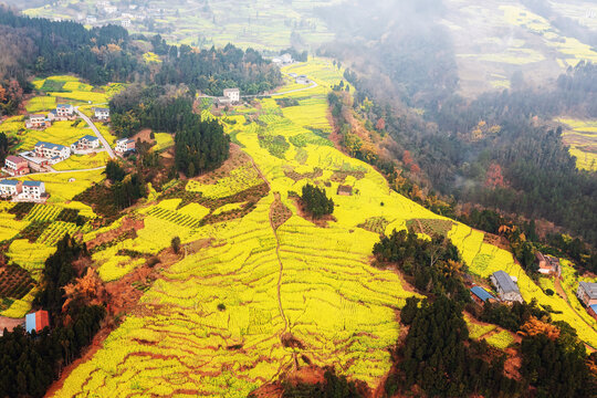 宜宾屏山中都油菜花