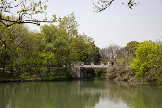 树林河边背景