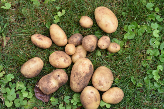 农家小土豆