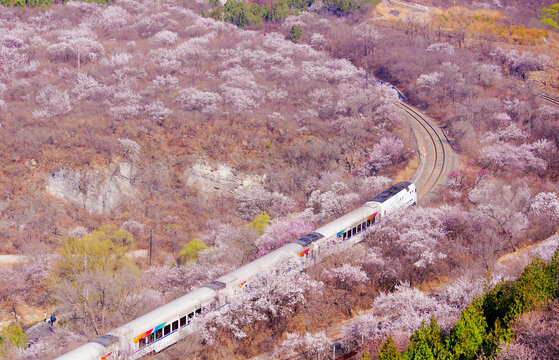 北京居庸关花海列车