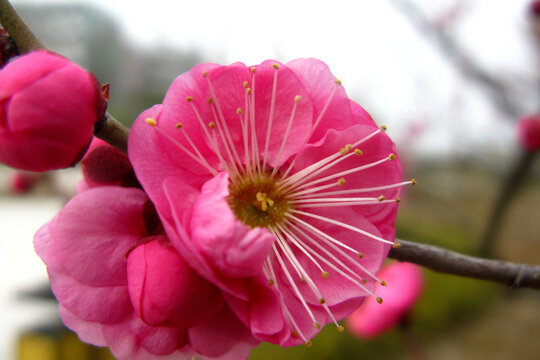 梅花开