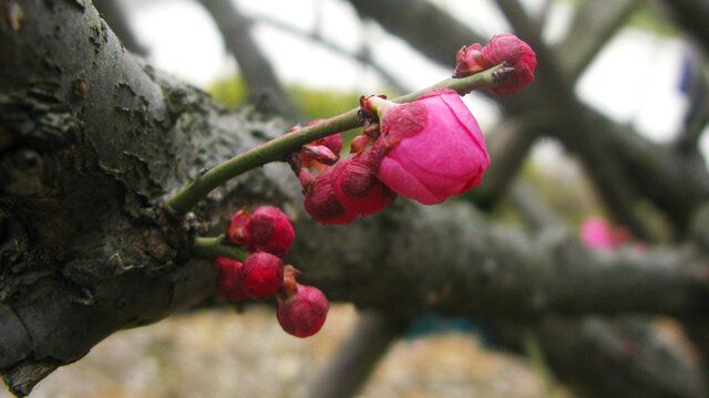 朱砂梅花蕾