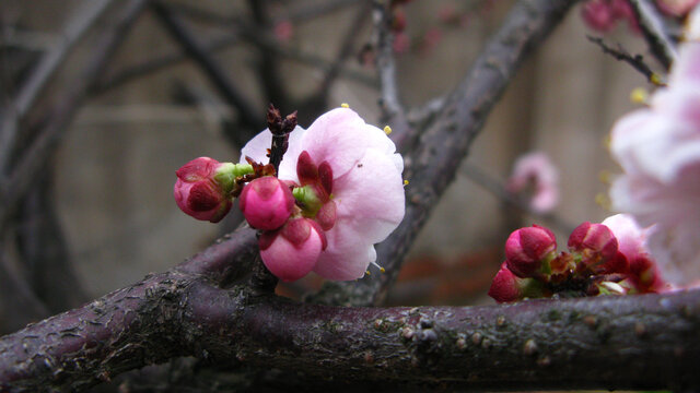 宫粉梅花苞