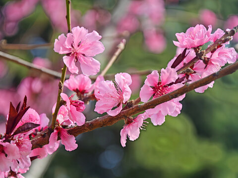 碧桃花