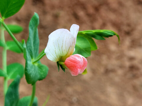 豌豆花