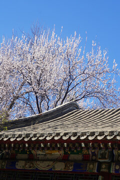 大观园樱花景观