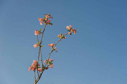 蓝天下的樱花