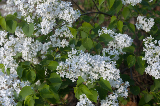 丁香花