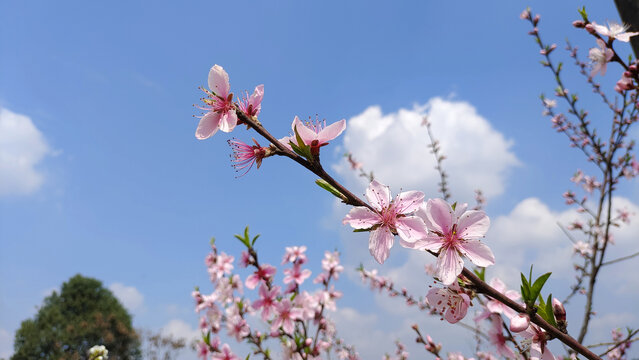 桃花