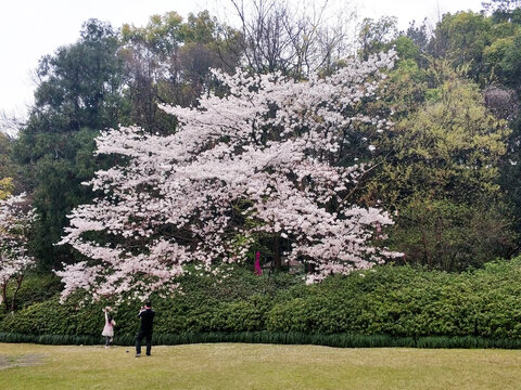 樱花树