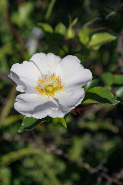 刺梨花