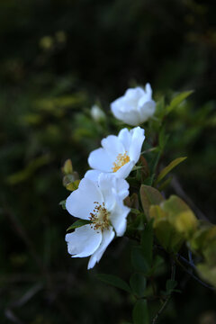 刺梨花