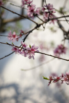 春天桃花桃树白墙写意光影