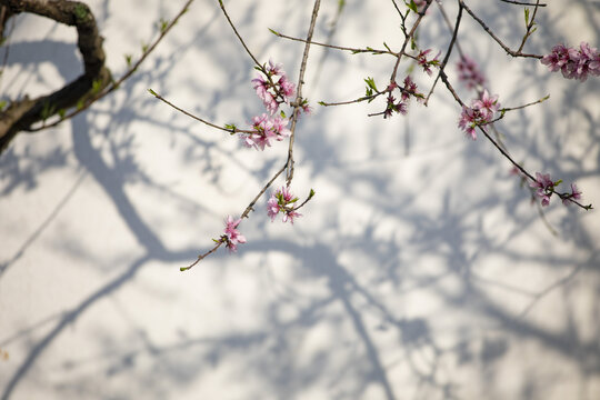 春天桃花桃树白墙写意光影
