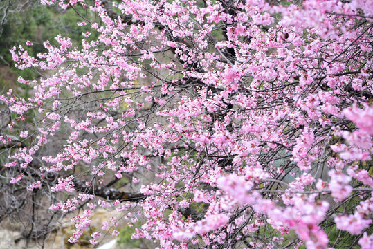 山桃花