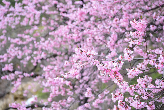 山桃花