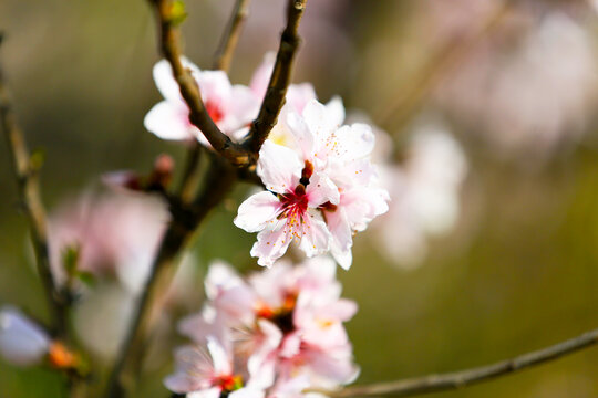 桃花树