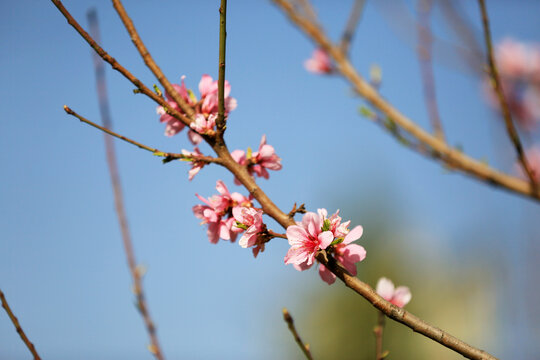 桃花枝