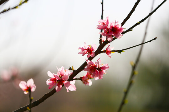 一枝桃花