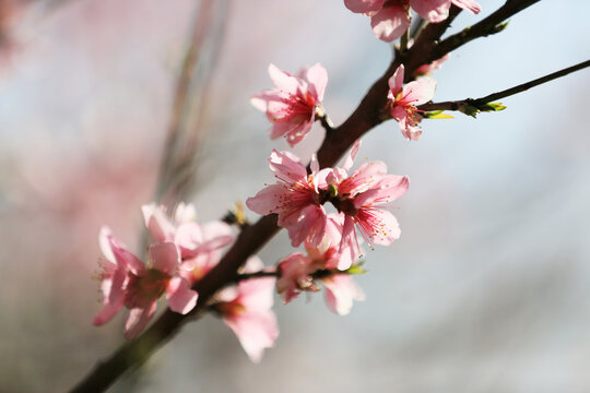 粉色桃花