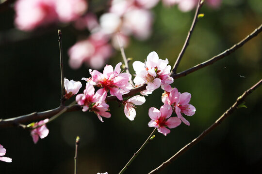 粉桃花