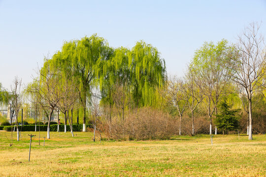 绿树林