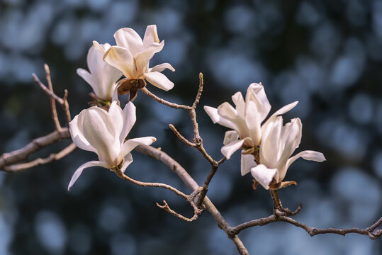 玉兰花