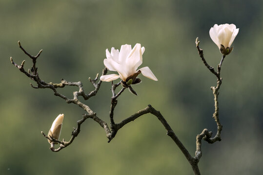 玉兰花