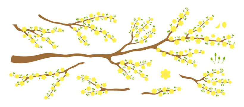 树枝上盛开的黄色花朵 平面插图素材