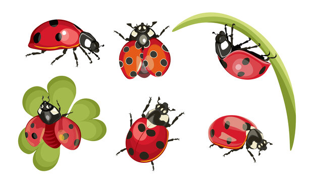 各种角度的红壳黑点瓢虫 平面插图素材