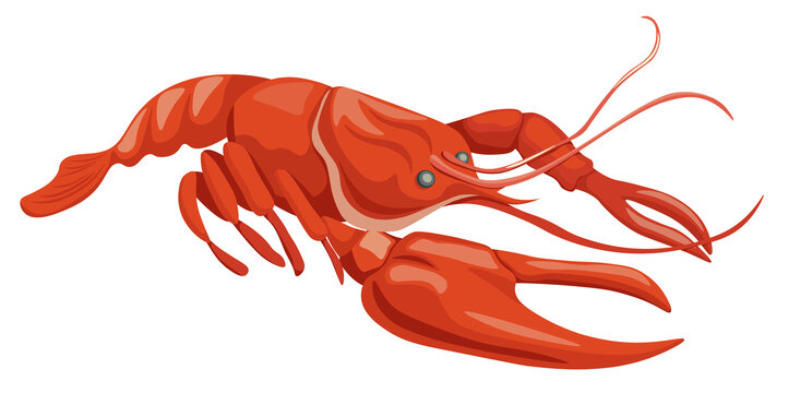 煮熟带壳的新鲜龙虾平面插图