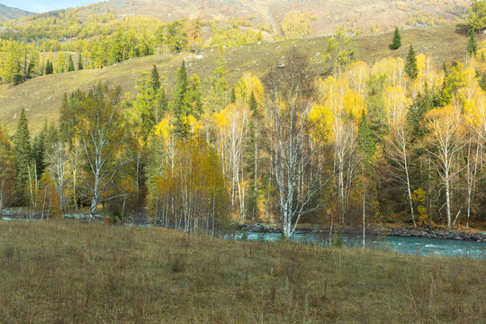 新疆喀纳斯河森林秋色