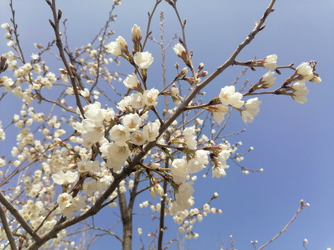 山樱花