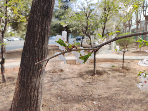 樱花盛开