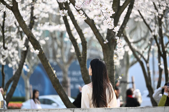 少女赏樱的背影