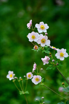 野棉花