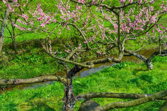 湖南南方山村桃花盛开美丽景象